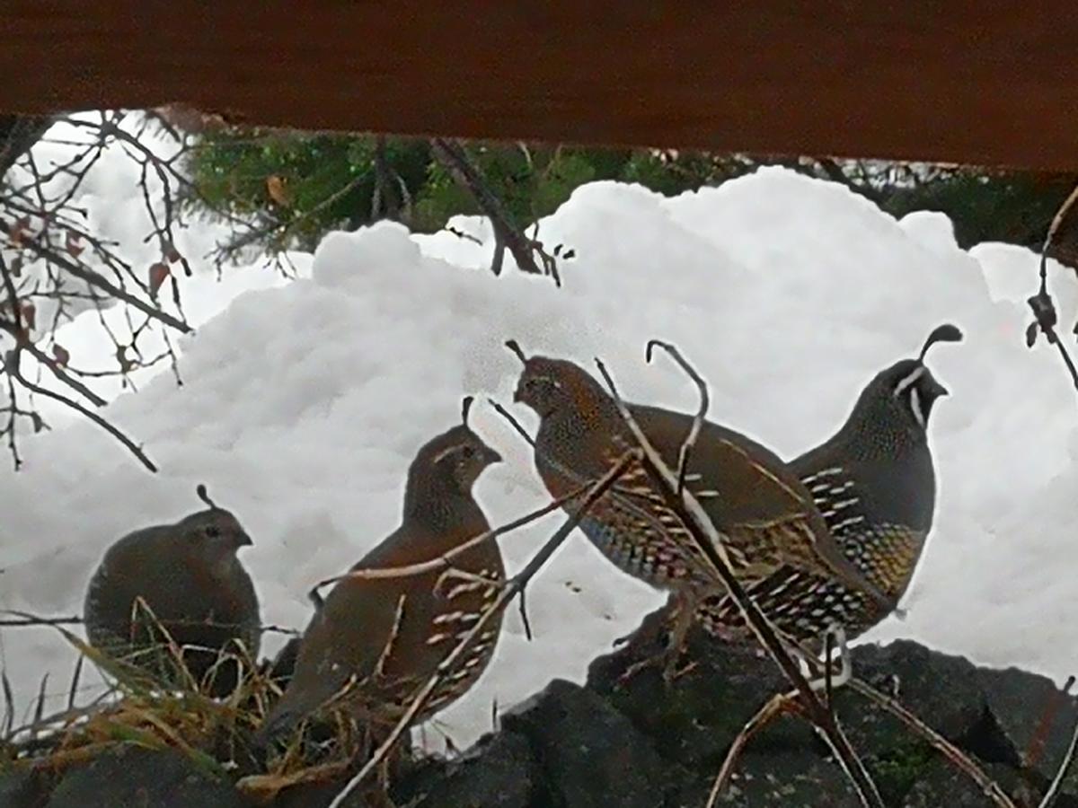 Hosteria Sudbruck San Carlos de Bariloche Ngoại thất bức ảnh